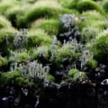Average Cost of Removing Moss, Algae and Lichen from the Roof