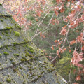 Removing Moss, Algae, and Lichen from the Roof
