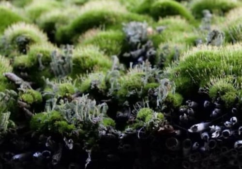 Average Cost of Removing Moss, Algae and Lichen from the Roof